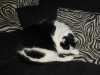 Kato, Sophie's very fat cat, who woke me up each morning requesting food.  He is double soft.