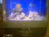 <strong>When Is A Fishtank Not A Fishtank?</strong><br />When it is an LCD screen of course!